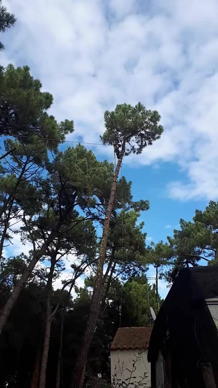 couper un arbre qui penche sur une maison Castanet Tolosan
