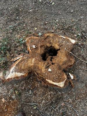 société pour arracher des grosses souches difficiles d'accès à Toulouse