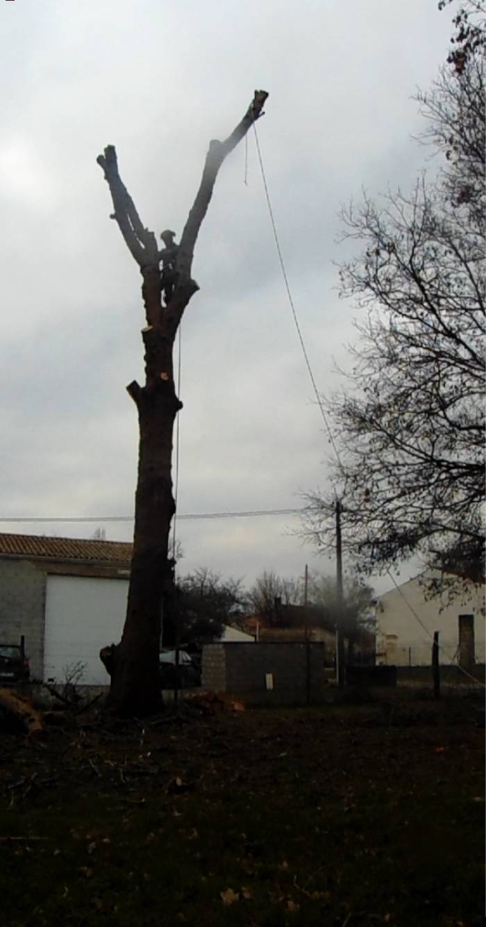 Abattre un frêne malade et dépérissant par un élagueur qualifié à Launaguet