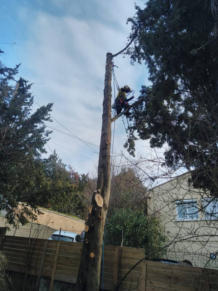 Grimpeur dans les arbre pas cher ou avec nacelle Toulouse