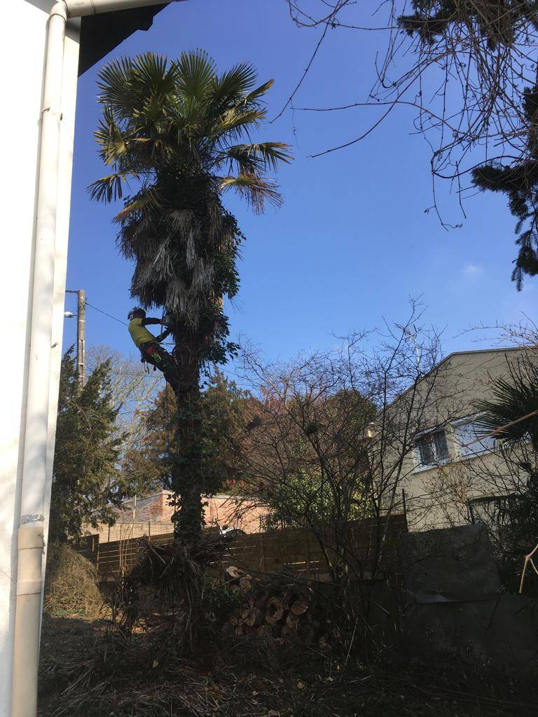 Couper un palmier en sécurité proche maison Toulouse