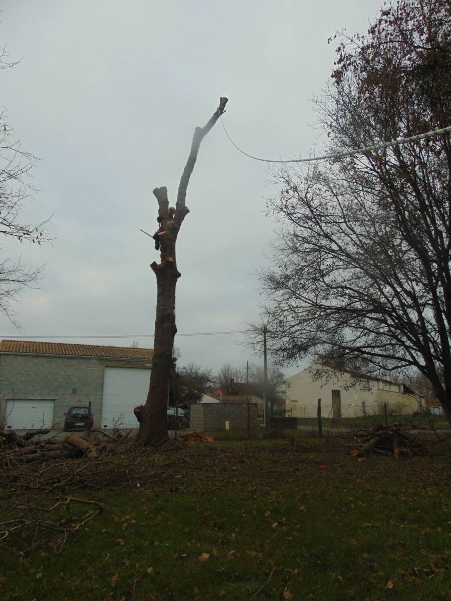 Abattre un frêne malade et dépérissant par un élagueur qualifié à Launaguet