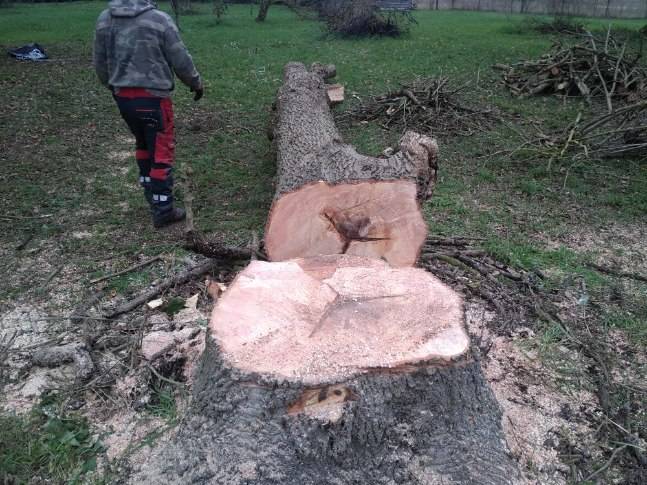 Abattre un frêne malade et dépérissant par un élagueur qualifié à Launaguet