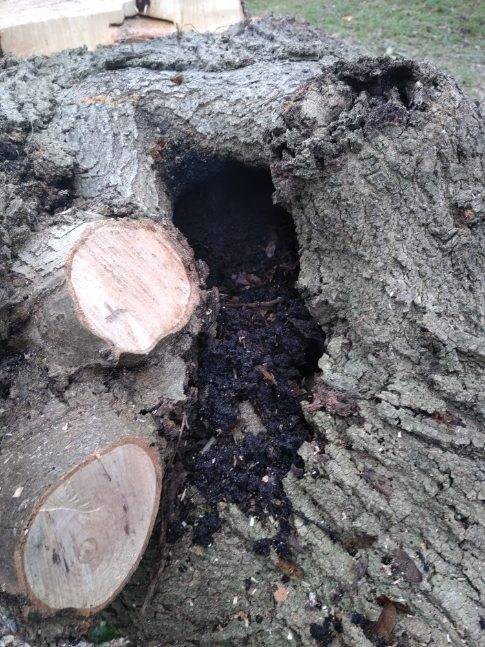 Abattre un frêne malade et dépérissant par un élagueur qualifié à Launaguet