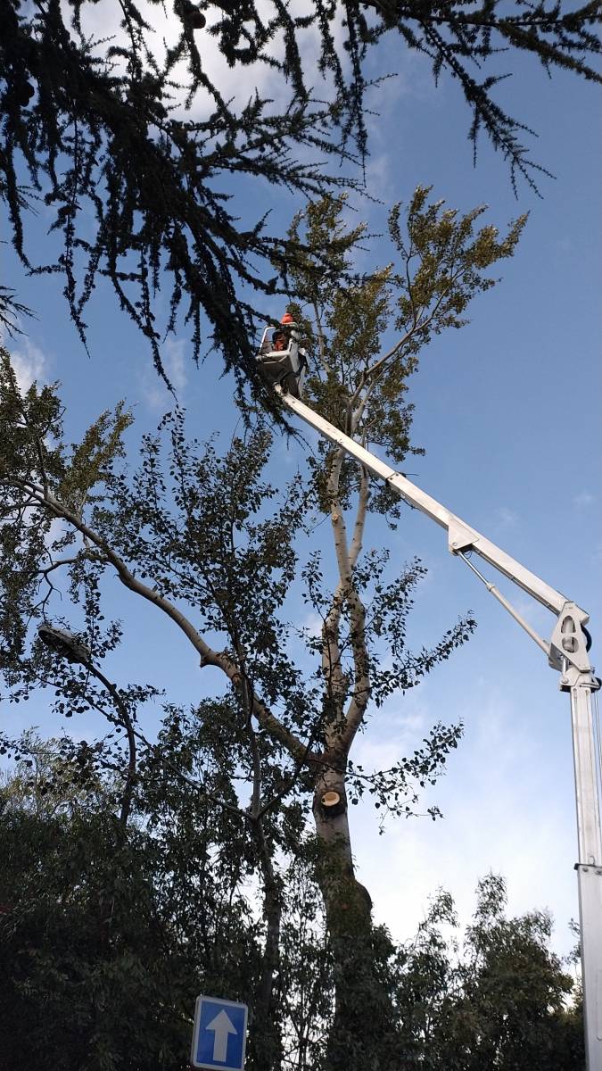 Nos équipements pour l'élagage sur Toulouse Haute Garonne
