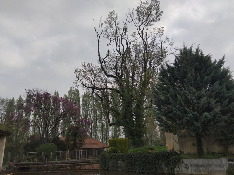 tailler des branches mortes isle jourdain