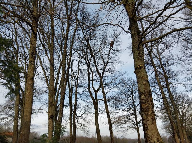Taille d’arbres dans un parc arboré Aucamville