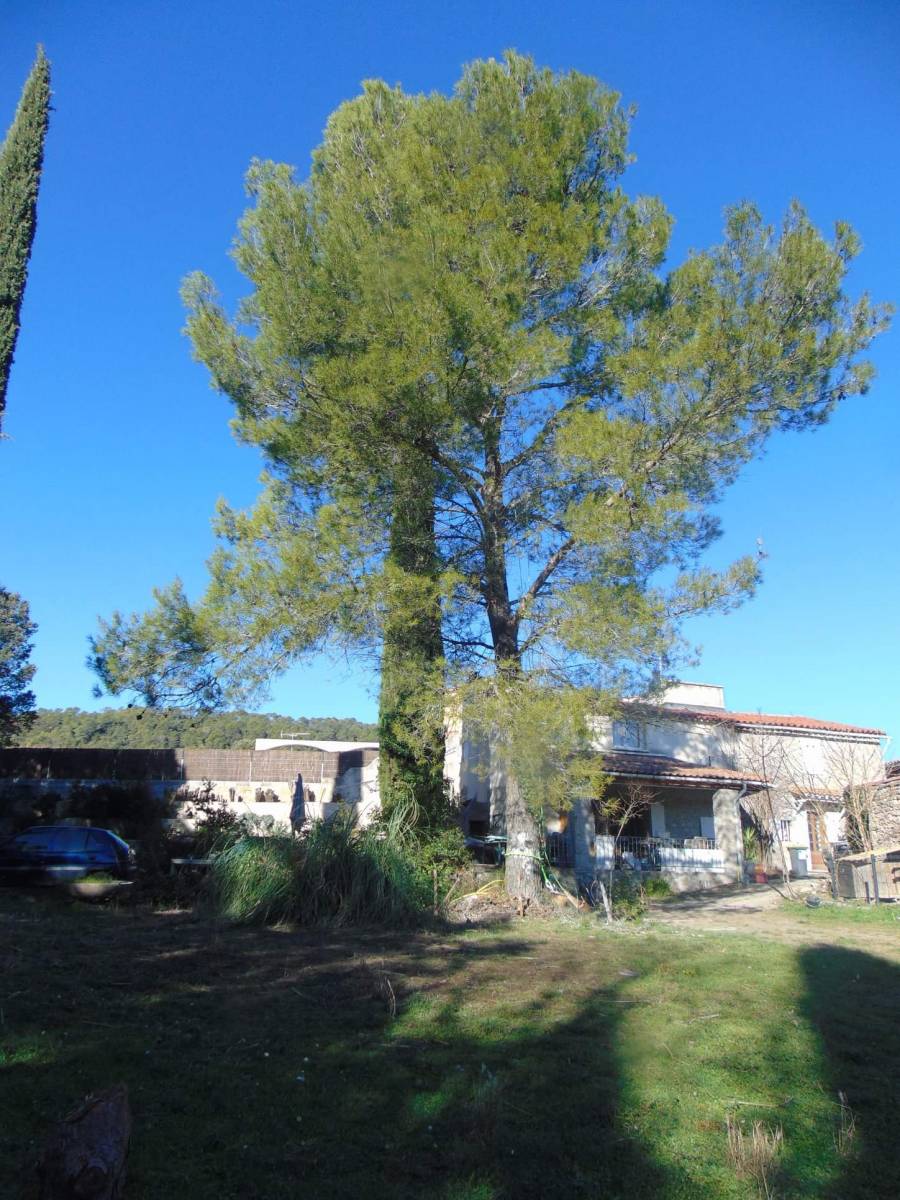 abattage d'arbre délicat avec rétention des branches Cugnaux