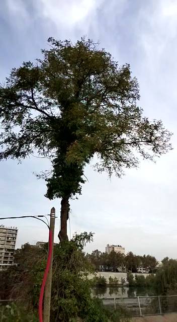 Société d'élagage en sous-traitance en urgence Toulouse