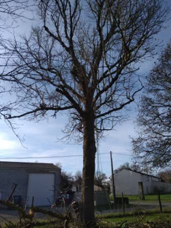 Abattre un frêne malade et dépérissant par un élagueur qualifié à Launaguet