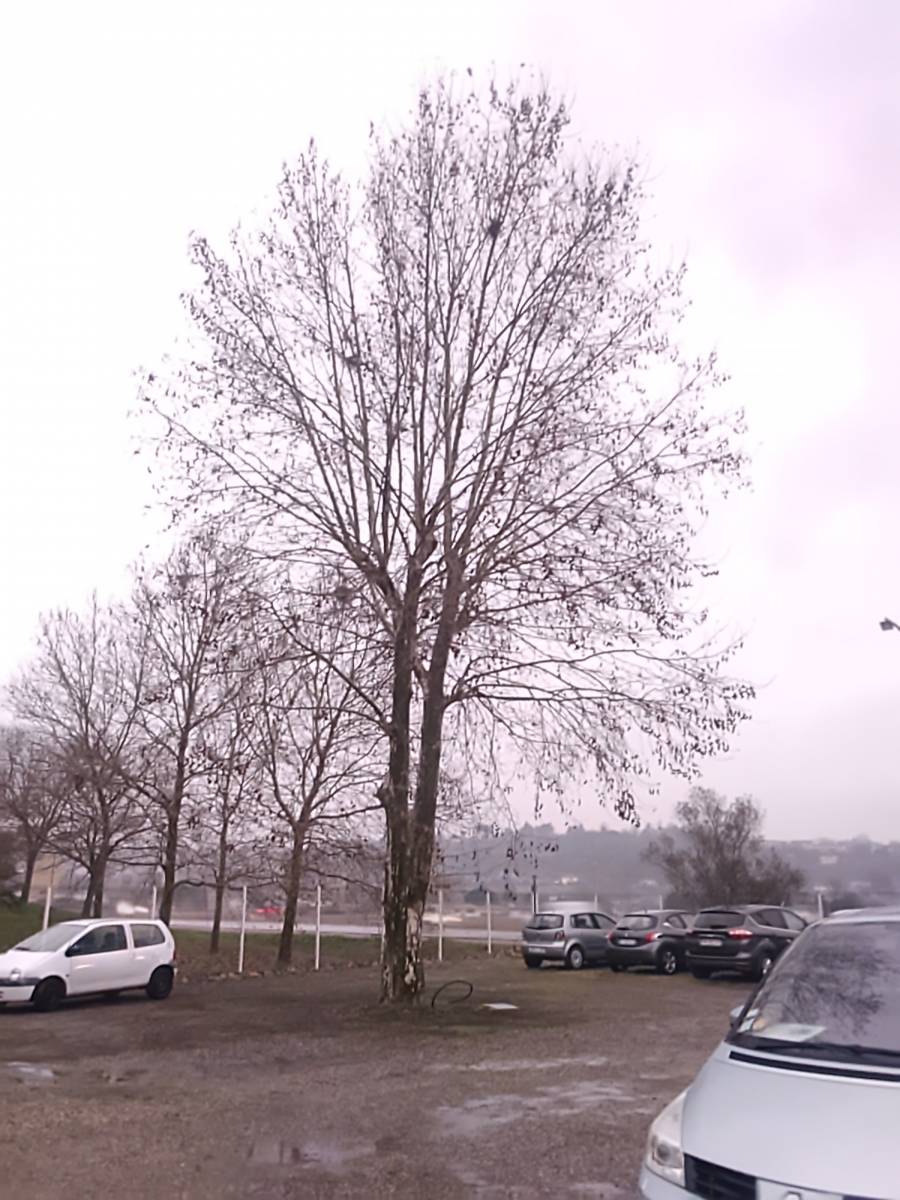 Coupe d’un platane génant dans une concession automobile à Castelnau D’Estrétefonds