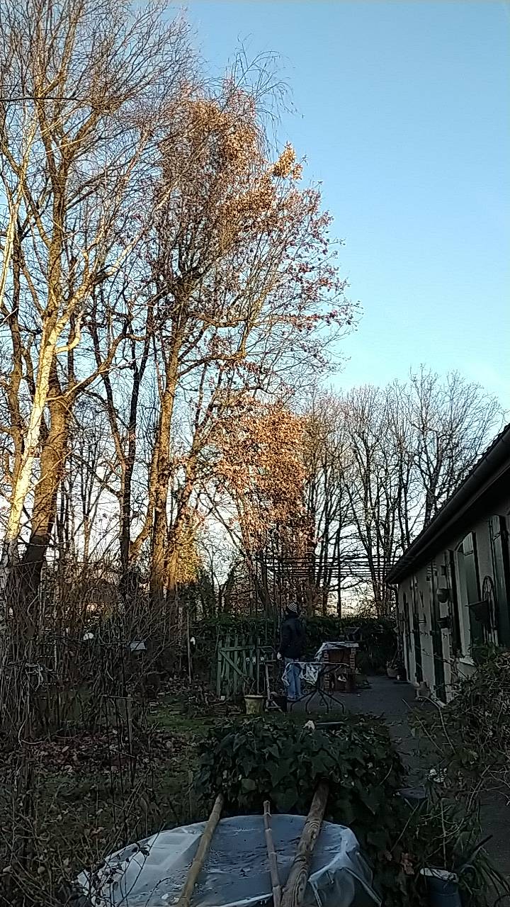 démontage de 2 arbres et épointage de branches de trois autres arbres proches d’une maison à Aussonne