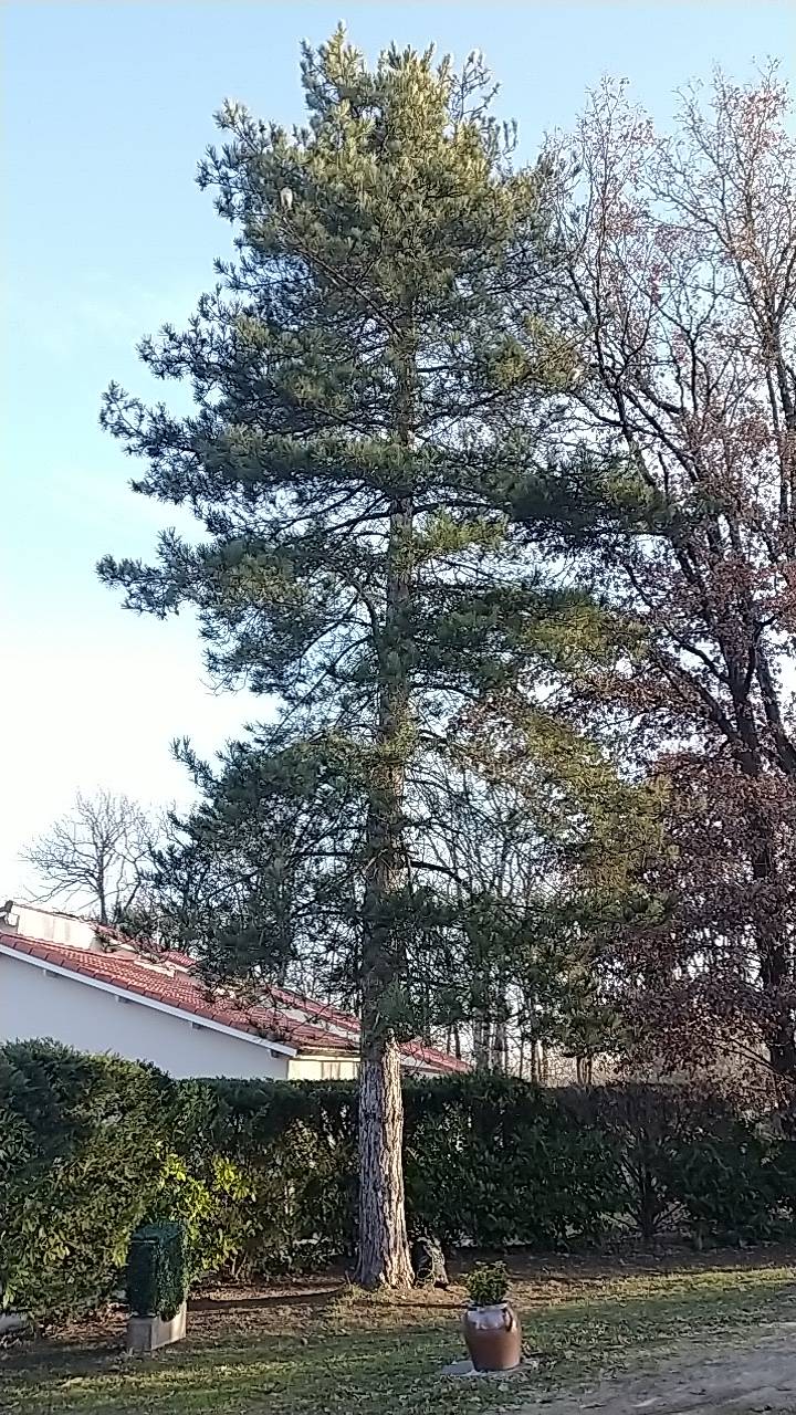 Coupe d’un arbre résineux entre deux maisons à proximité de Cornebarrieu