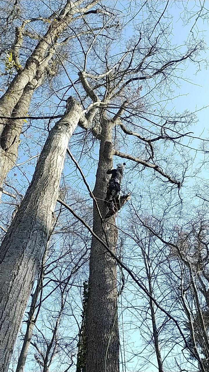 société d'élagage spécialisée dans la taille des arbres à Toulouse