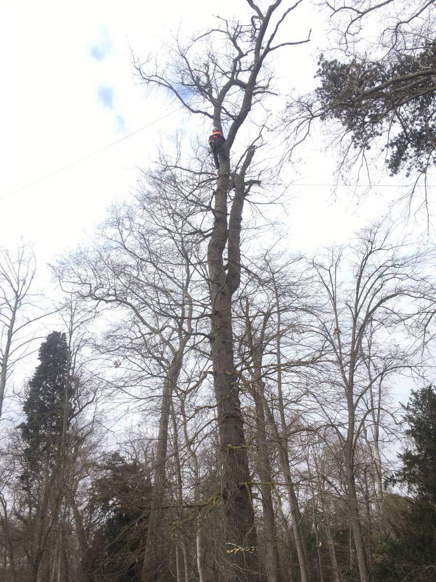 Sécuriser un grand arbre malade dans un jardin à Tournefeuille