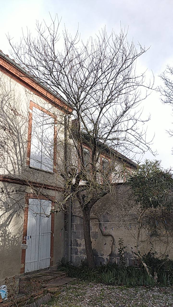 Abattre un arbre fruitier à Toulouse en Haute Garonne
