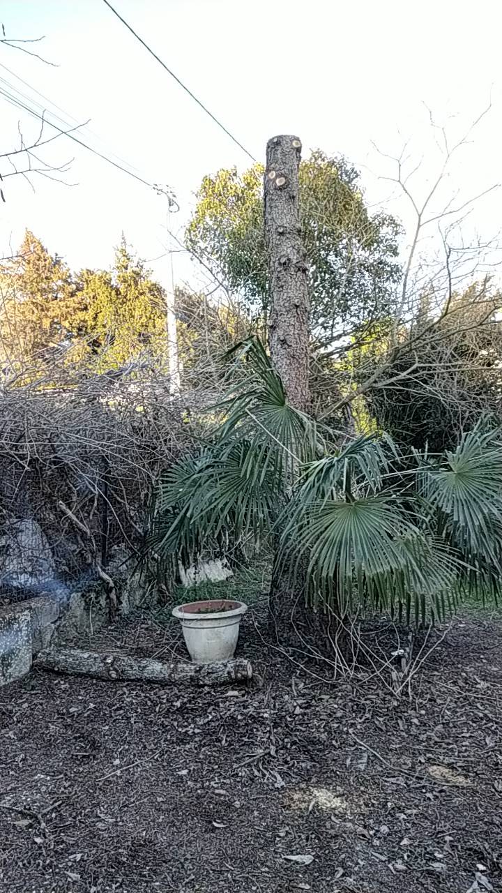 élagueur pas cher et sérieux Toulouse