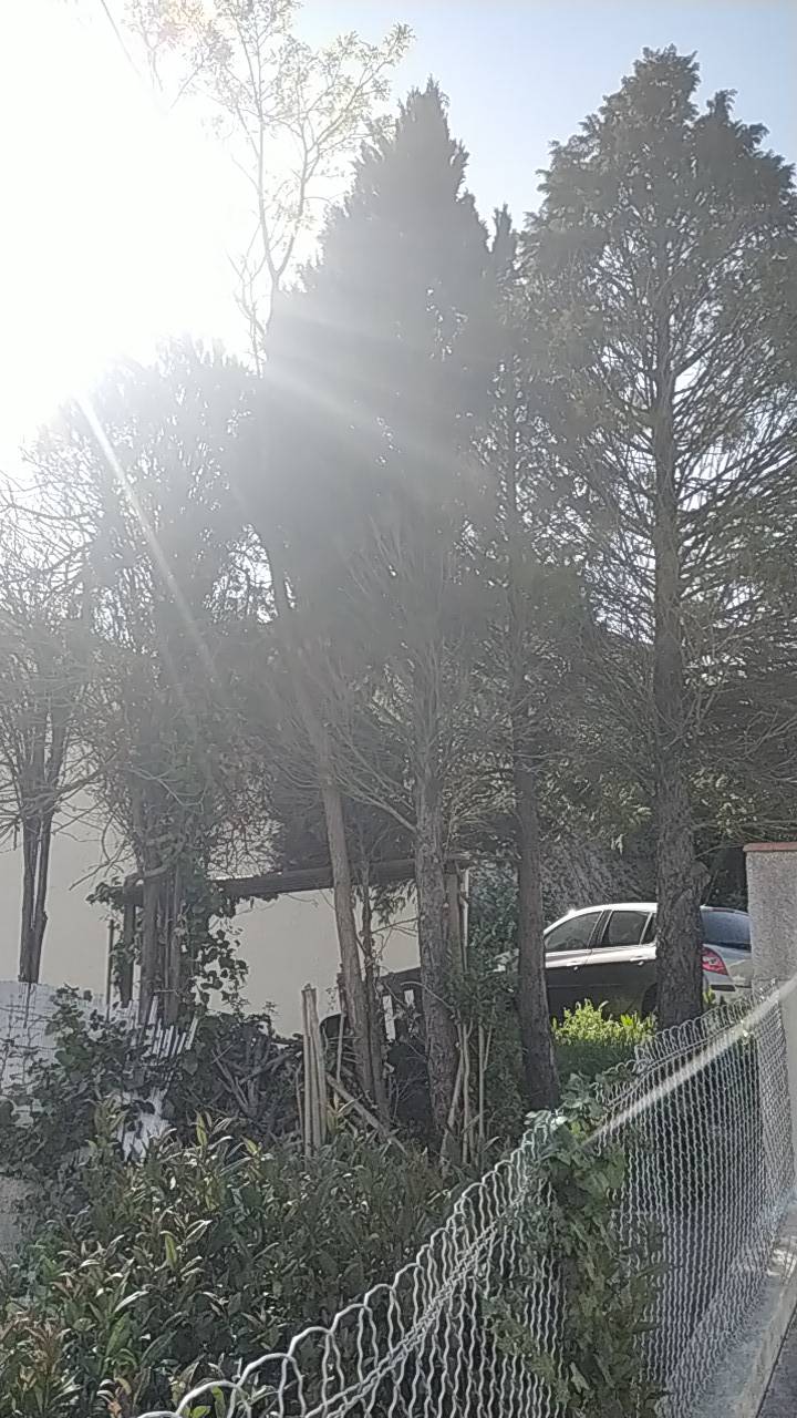abattre un arbre proche d'un mur à proximité de Ramonville Saint Agne