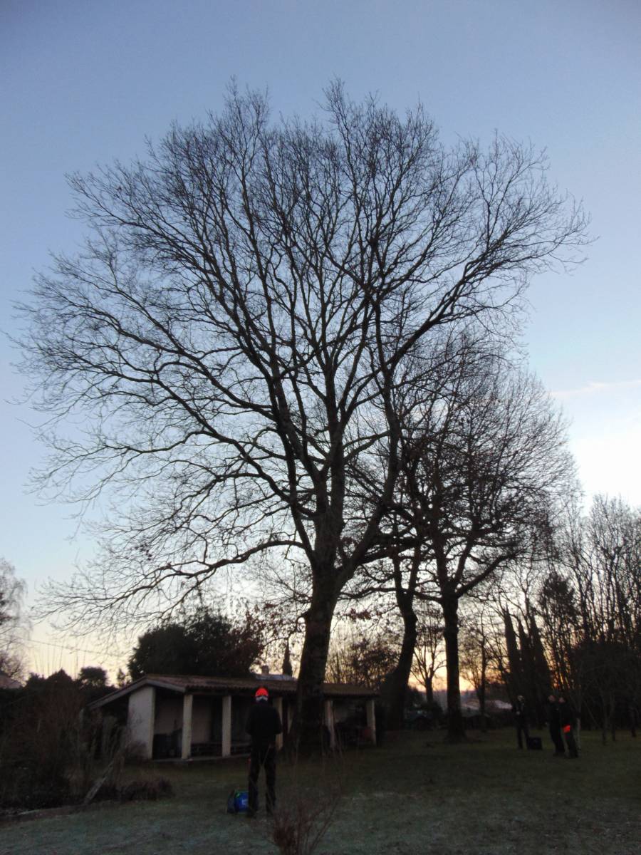Pose de Hauban dans un très grand arbre à Plaisance du Touch