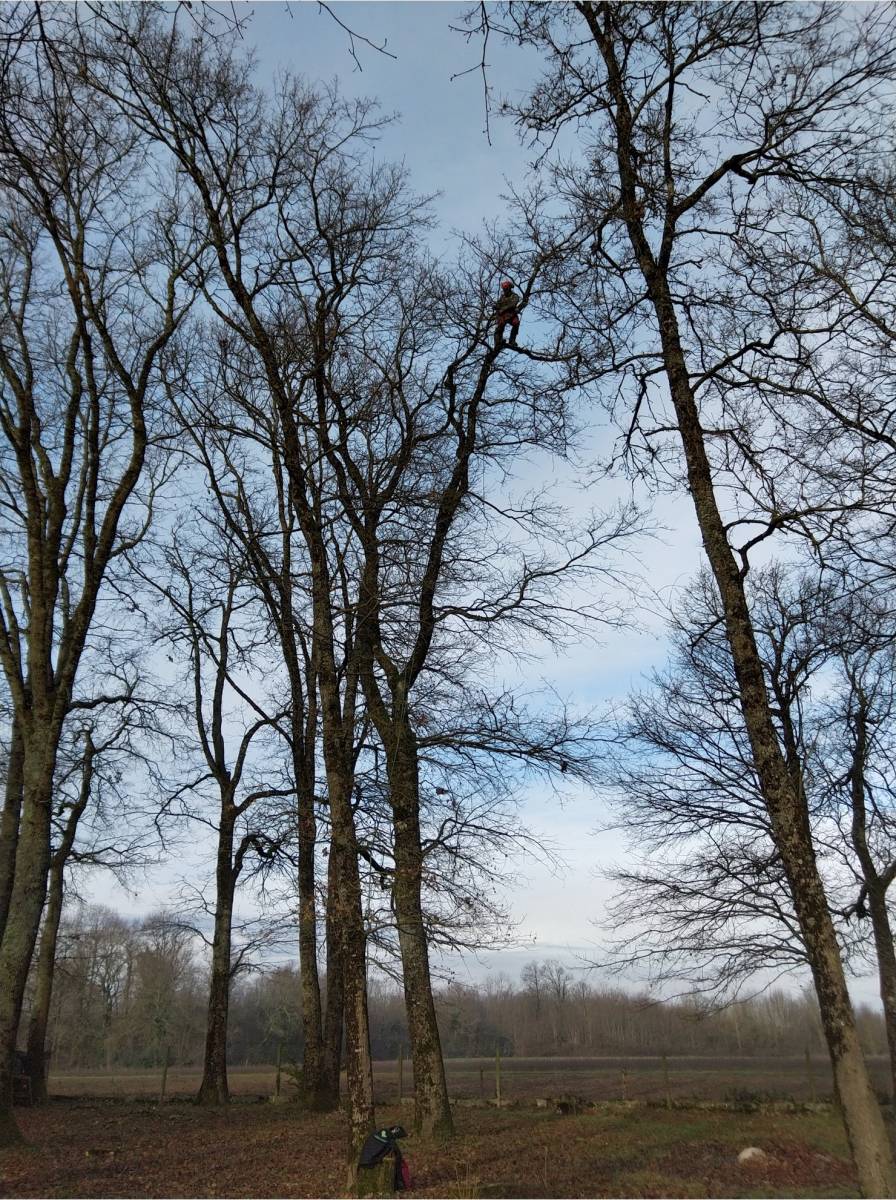 Taille d’arbres dans un parc arboré Aucamville