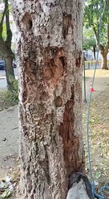 Abattre un arbre dépérissant avec le pied malade proche Toulouse