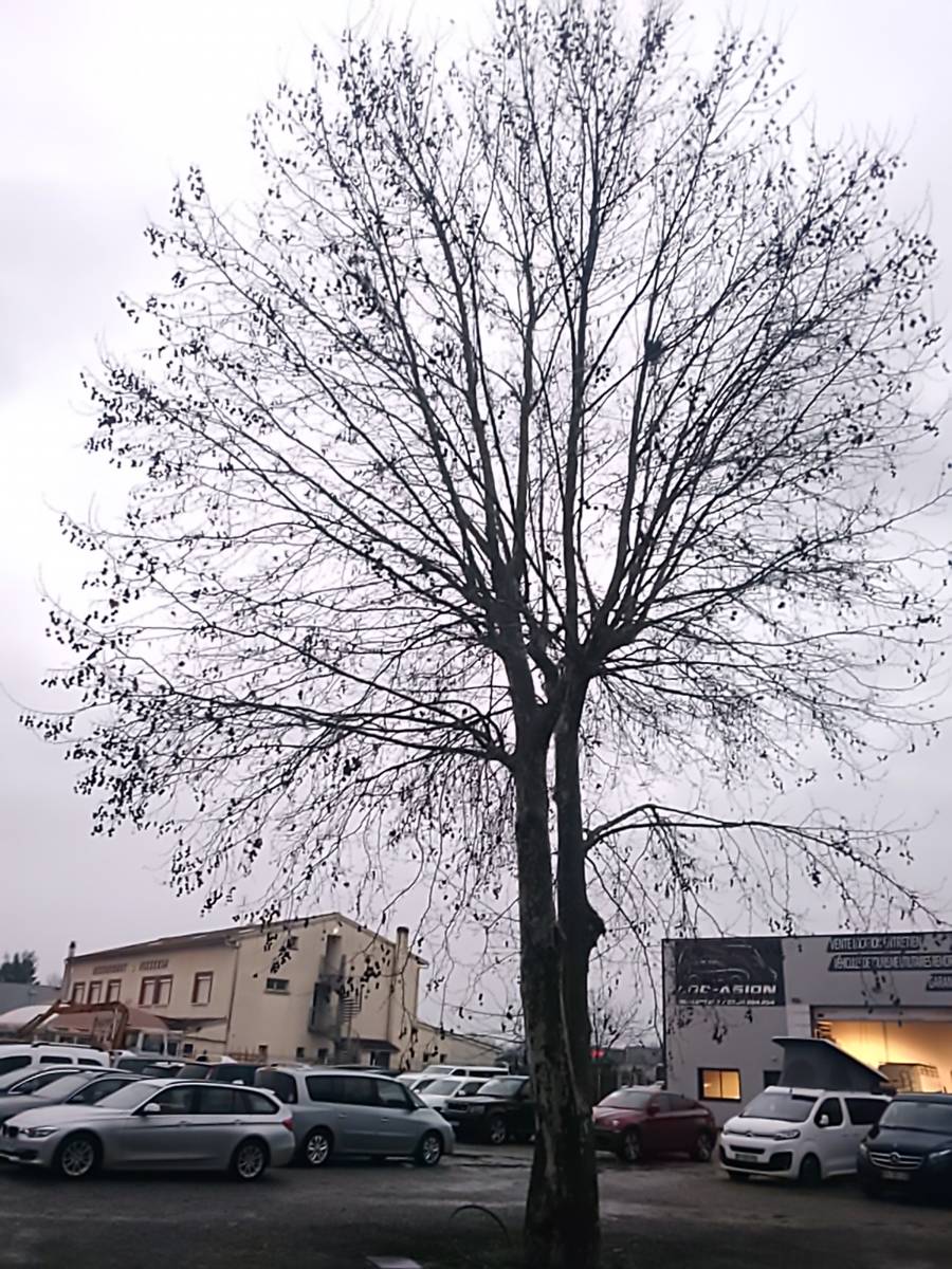 Coupe d’un platane génant dans une concession automobile à Castelnau D’Estrétefonds