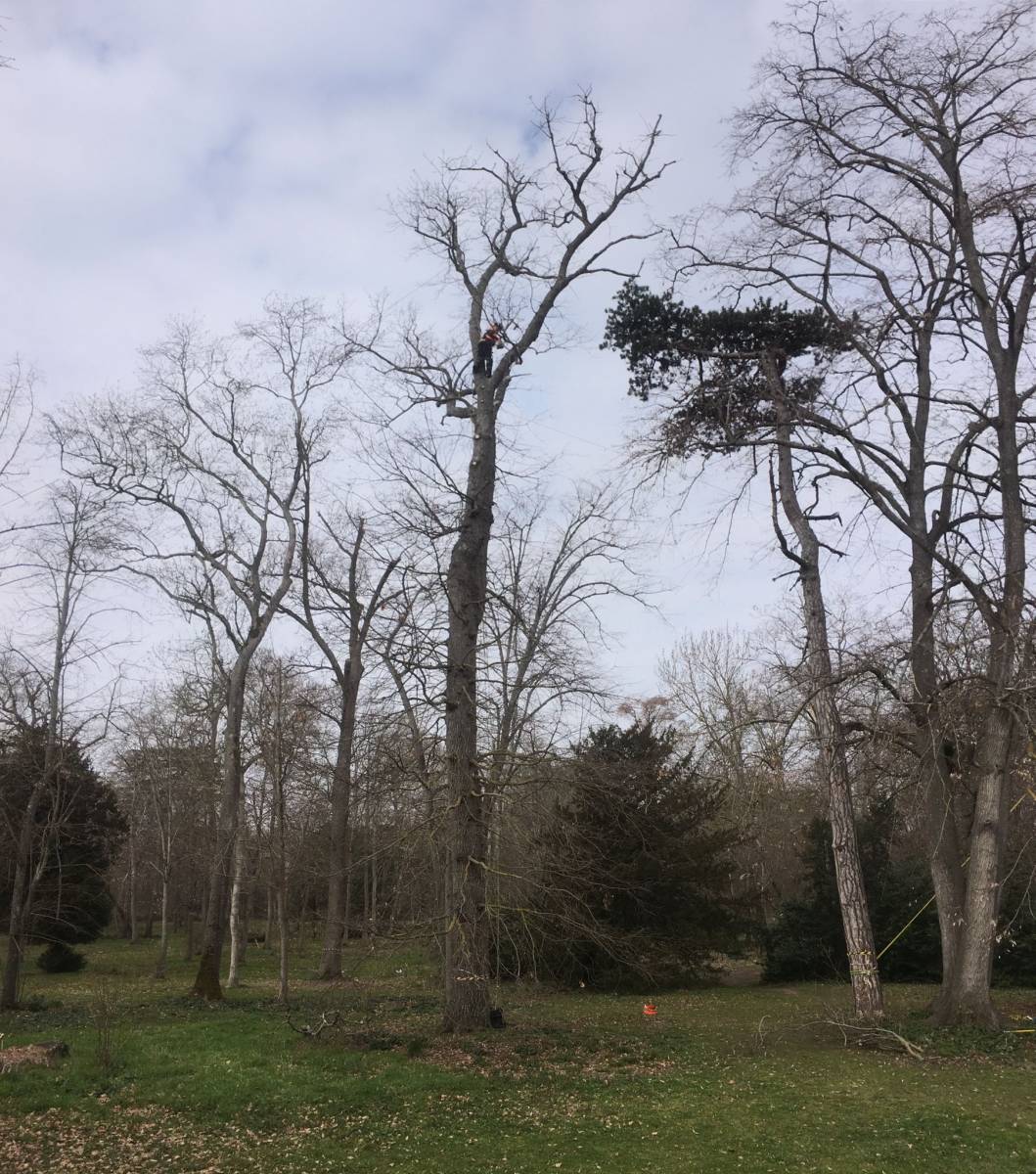 Sécuriser un grand arbre malade dans un jardin à Tournefeuille