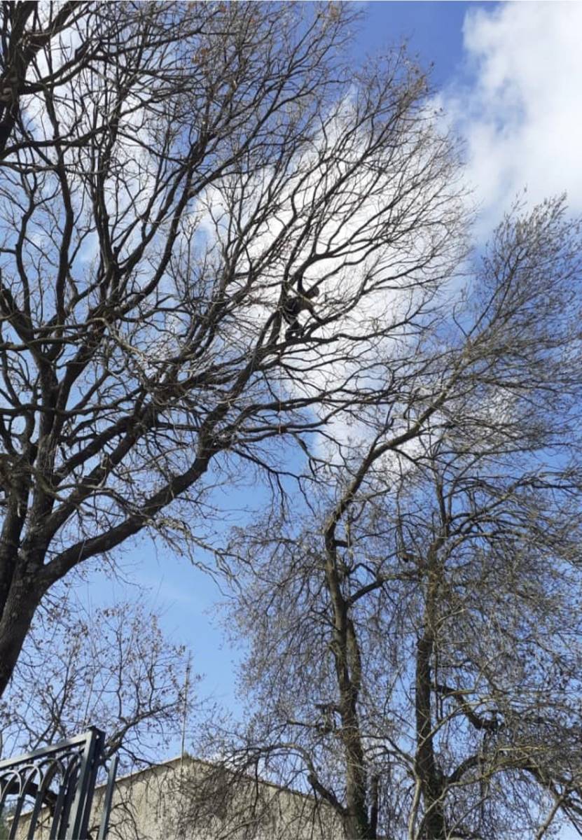 Taille d’arbres dans un parc arboré Aucamville