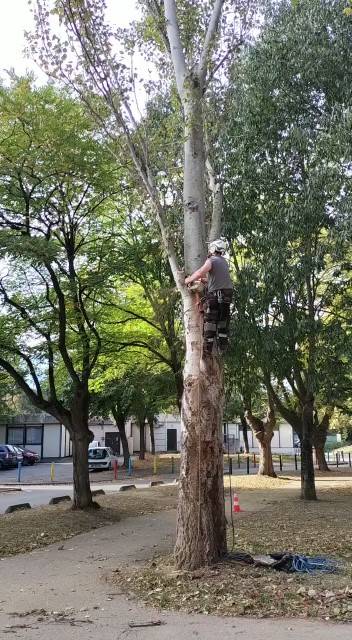 Abattre un arbre dépérissant avec le pied malade proche Toulouse