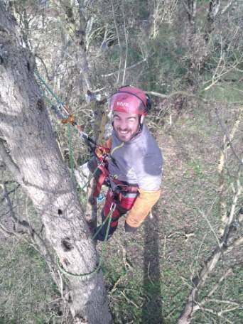 Abattre un frêne malade et dépérissant par un élagueur qualifié à Launaguet