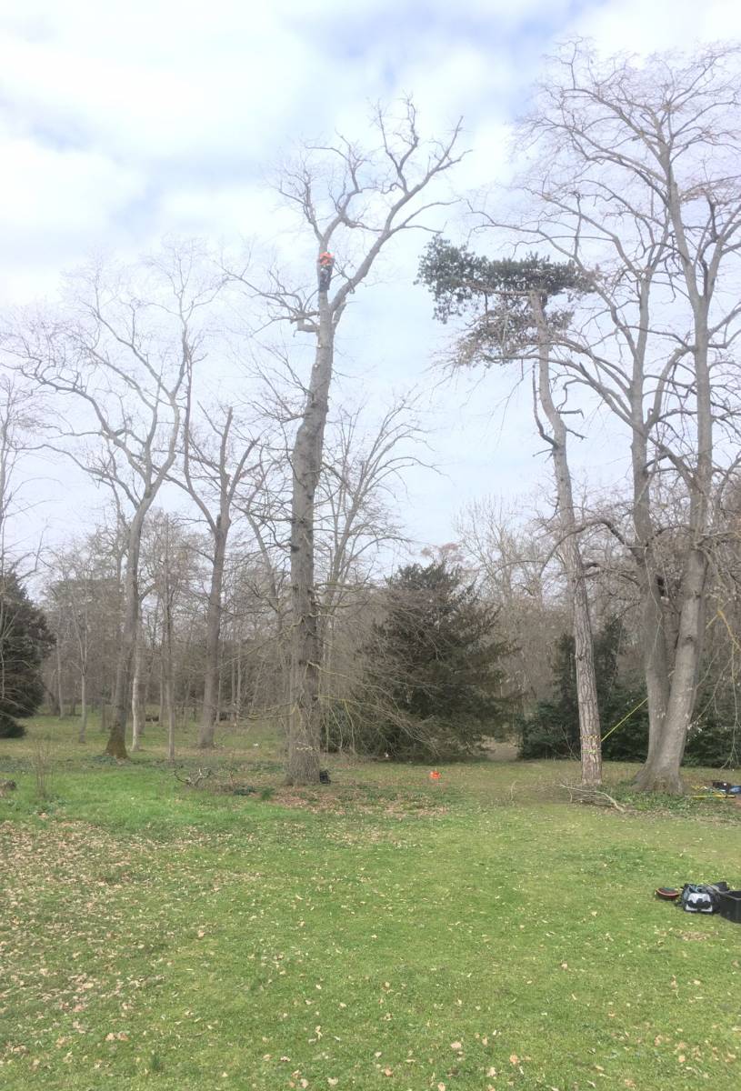 Sécuriser un grand arbre malade dans un jardin à Tournefeuille