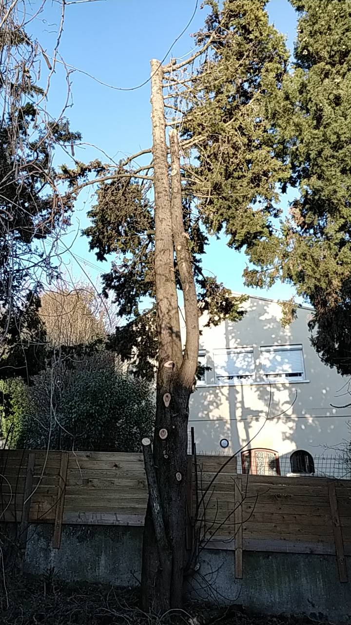 Couper un arbre au meilleur prix Haute Garonne