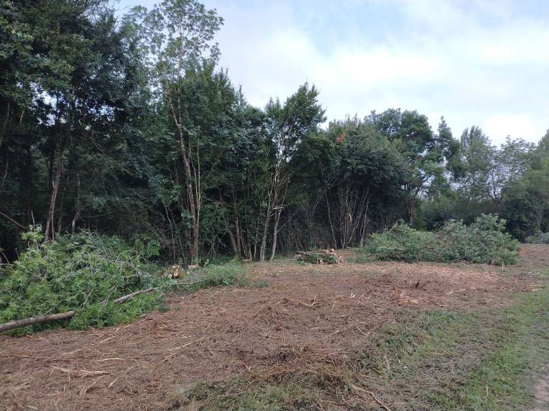 couper des ronces dans un terrain en friche Léguevin