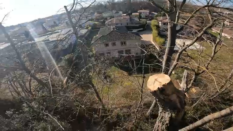 retirer les bois mort d'un arbre dans un jardin à Toulouse