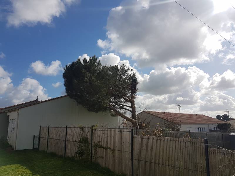 Abattre un grand arbre malade avec coupe récupération du bois à Toulouse