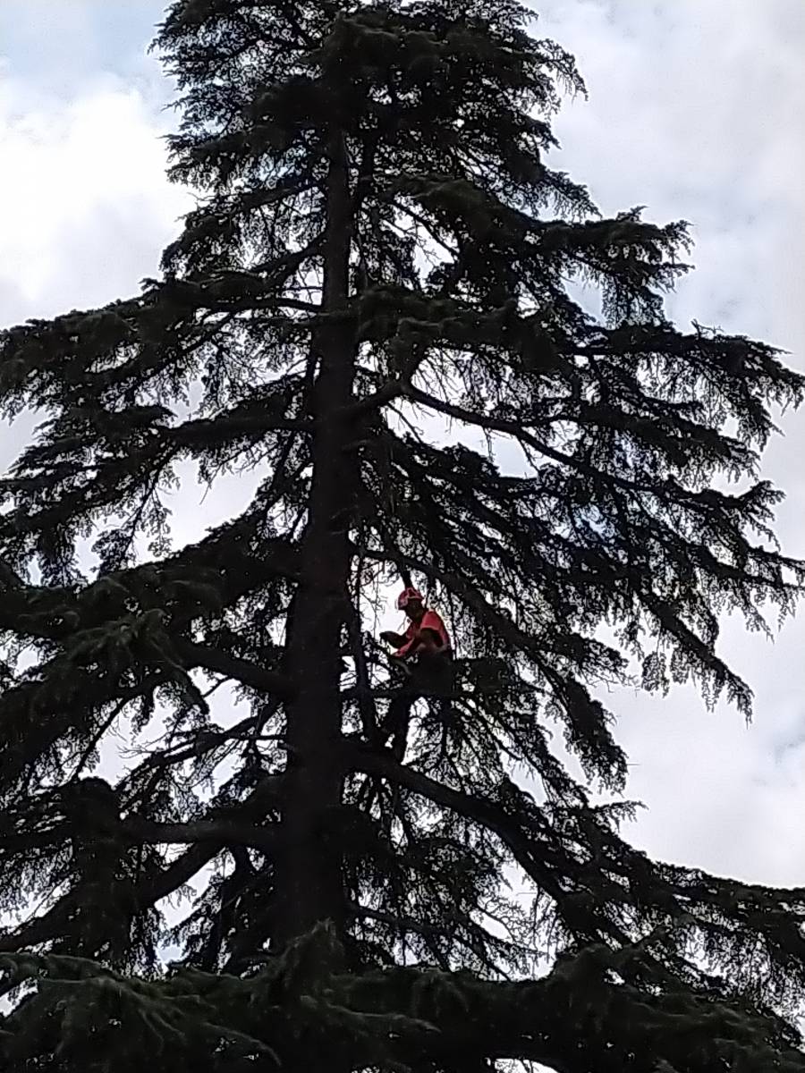 Taille de prévention des risques dans une résidence hotellière de Colomiers