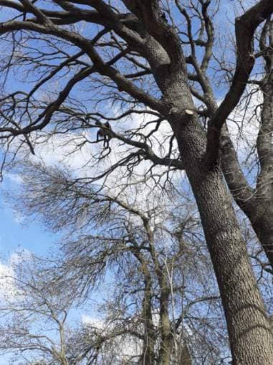 Taille d’arbres dans un parc arboré Aucamville