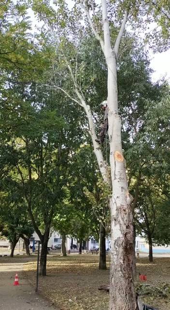 Abattre un arbre dépérissant avec le pied malade proche Toulouse