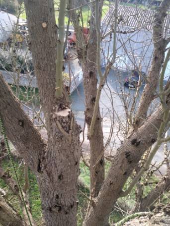 Abattre un frêne malade et dépérissant par un élagueur qualifié à Launaguet