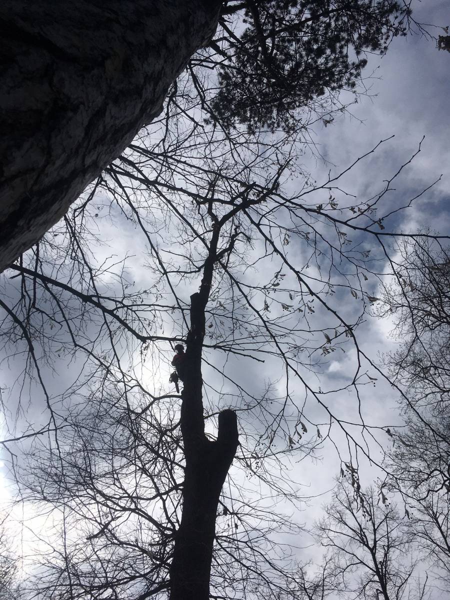 Sécuriser un grand arbre malade dans un jardin à Tournefeuille