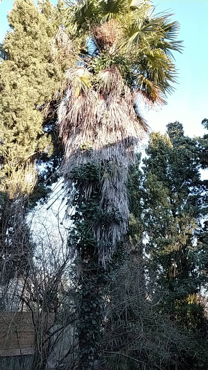 élagage pas cher à proximité de Cornebarrieu