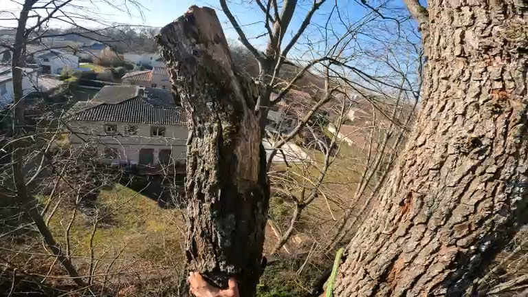 entreprise experte dans la taille d'entretien des arbres proche toulouse