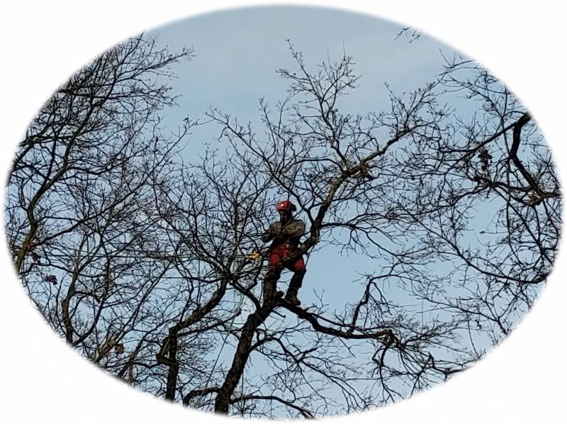 Taille d’arbres dans un parc arboré Aucamville