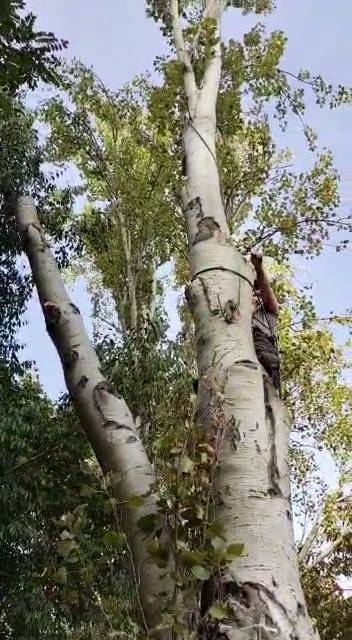 Abattre un arbre dépérissant avec le pied malade proche Toulouse