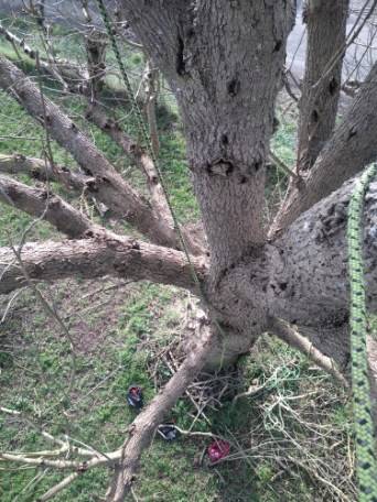 Abattre un frêne malade et dépérissant par un élagueur qualifié à Launaguet