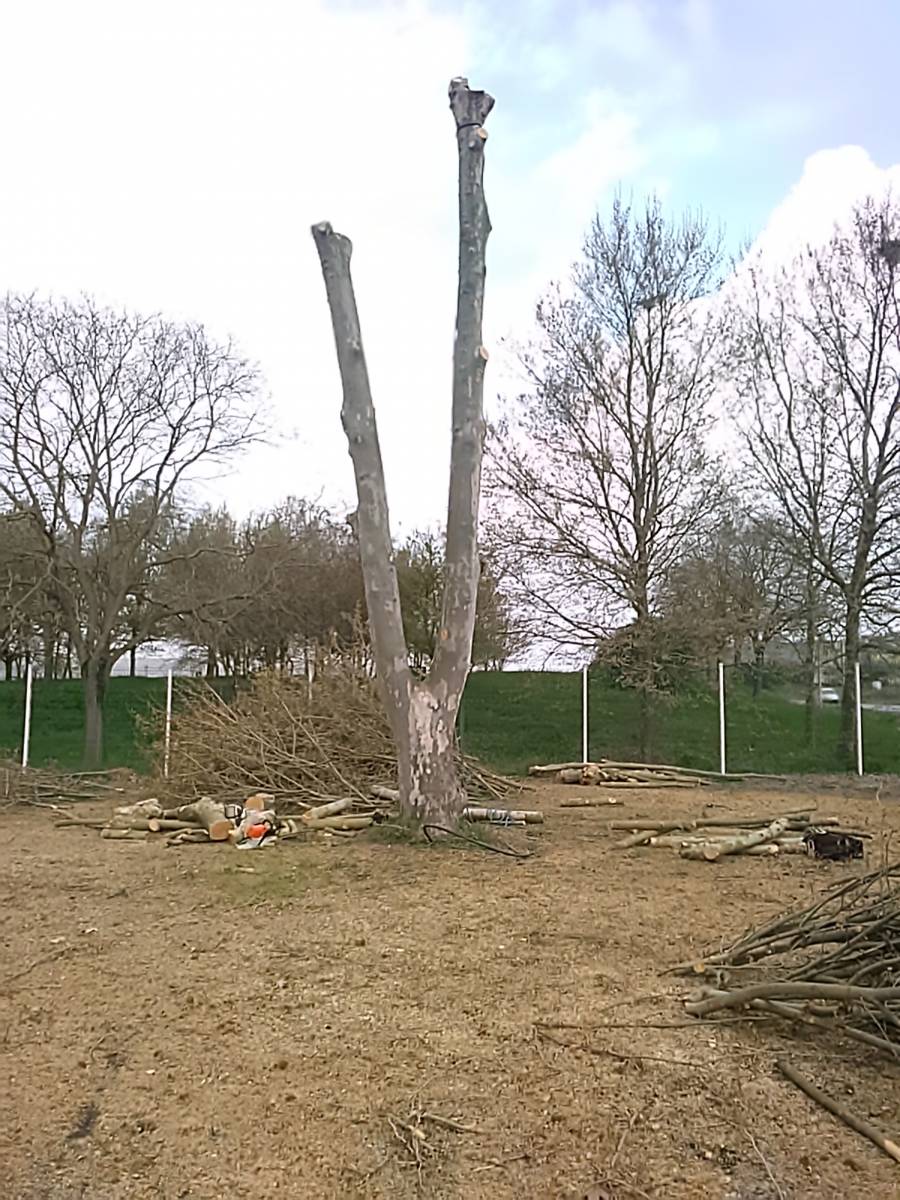 Coupe d’un platane génant dans une concession automobile à Castelnau D’Estrétefonds