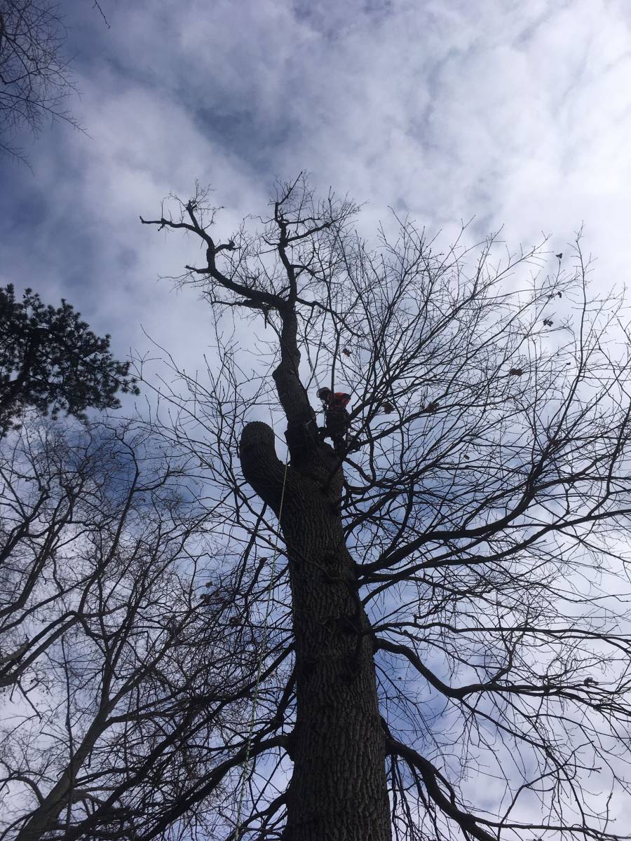 Sécuriser un grand arbre malade dans un jardin à Tournefeuille