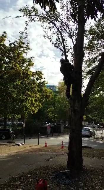 Abattre un arbre dépérissant avec le pied malade proche Toulouse