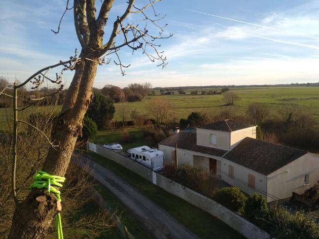 Abattre un frêne malade et dépérissant par un élagueur qualifié à Launaguet