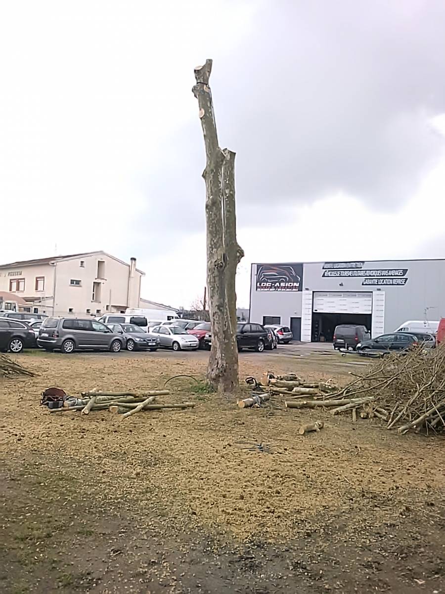 Coupe d’un platane génant dans une concession automobile à Castelnau D’Estrétefonds